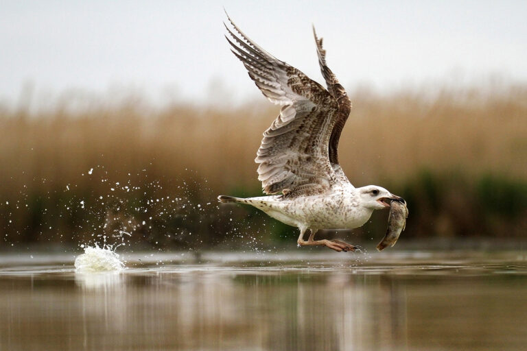 Lajos Nagy - Seagull-with-fish